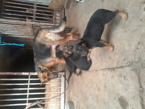 Catei ciobanesc german