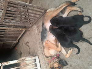 Catei ciobanesc german - imagine 3