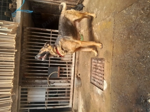 Catei ciobanesc german - imagine 5