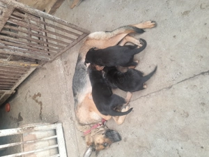 Catei ciobanesc german - imagine 4