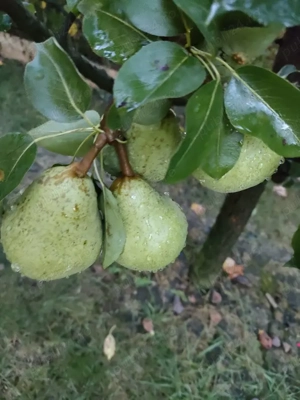  Vand borhot din pere - imagine 3