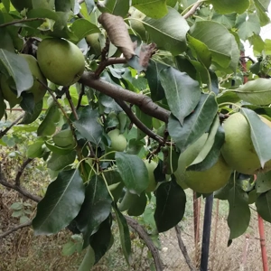  Vand borhot din pere - imagine 2