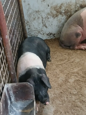 porci pentru sacrificat