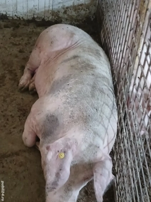 porci pentru sacrificat - imagine 3