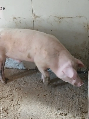 porci pentru sacrificat - imagine 4