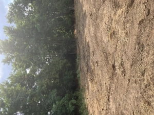 Se  vinde teren intravilan în comuna Sălcioara, județul Ialomița, ideal pentru construcția unei case - imagine 4