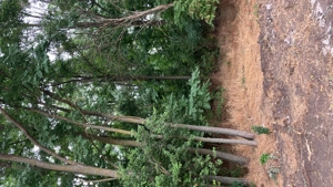 Se  vinde teren intravilan în comuna Sălcioara, județul Ialomița, ideal pentru construcția unei case - imagine 3