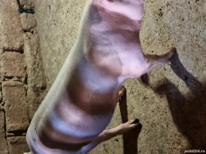 vând porc   - imagine 3