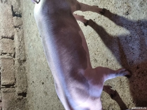 vând porc   - imagine 2