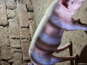 vând porc   - imagine 4