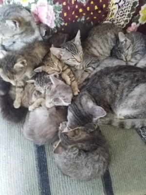 Donez pisicuțe iubitoare 