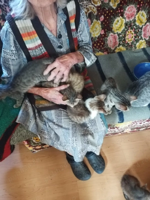 Donez pisicuțe iubitoare  - imagine 2