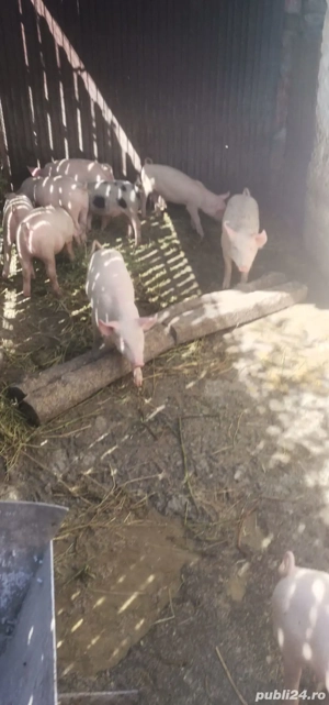 Vând 12 purcei de 4 luni