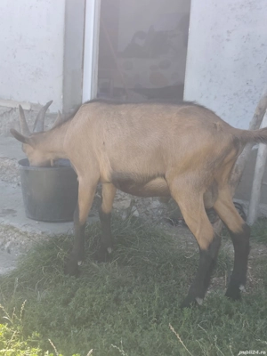vând țap alpină franceză original 
