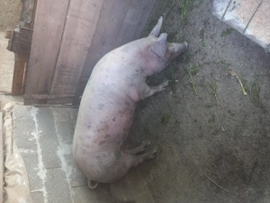 Porc de vanzare - imagine 3 Porc de vanzare - imagine 3