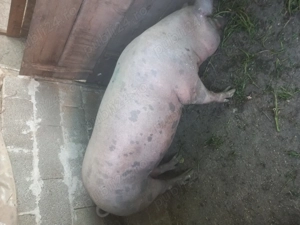 Porc de vanzare - imagine 2 Porc de vanzare - imagine 2