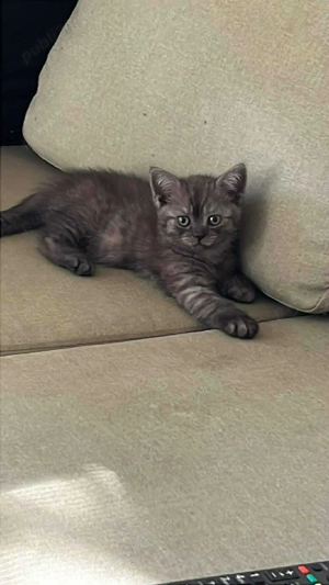 British Shorthair Tabby