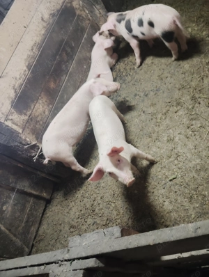 Vând purcei și burlinci 