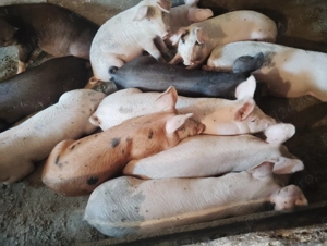 Vând burlinci pt proțap 