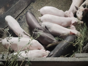 Vând purcei și burlinci  - imagine 2