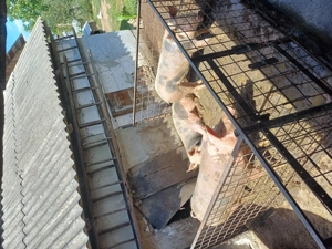 Vând porci  - imagine 2