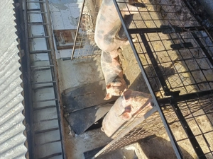 Vând porci  - imagine 3