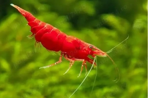  Vand creveti Red Cherry Shrimp  Neocardinia davidi  - direct din crescatoria proprie
