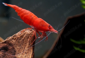  Vand creveti Red Cherry Shrimp  Neocardinia davidi  - direct din crescatoria proprie - imagine 4