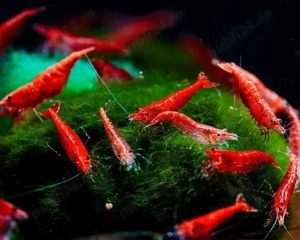  Vand creveti Red Cherry Shrimp  Neocardinia davidi  - direct din crescatoria proprie - imagine 2