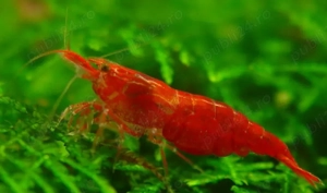  Vand creveti Red Cherry Shrimp  Neocardinia davidi  - direct din crescatoria proprie - imagine 3