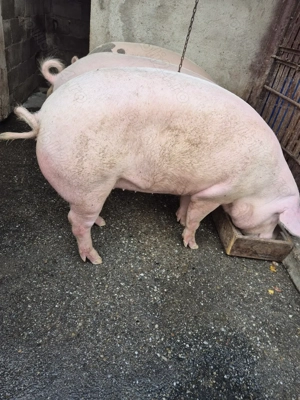 Purcea Duroc cu Marele Alb