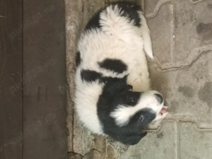 De vânzare cățeluși jucăuși!