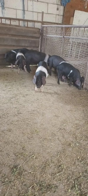 Purcei Bazna - imagine 2