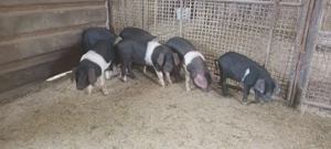 Purcei Bazna - imagine 3