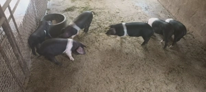 Purcei Bazna - imagine 4