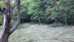 Vand teren intravilan la Platoul-Cornesti S=5124mp. - imagine 2