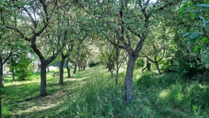 Vand teren intravilan la Platoul-Cornesti S=5124mp. - imagine 3