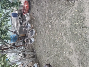 Giste Toulouse tineret din martie - imagine 2