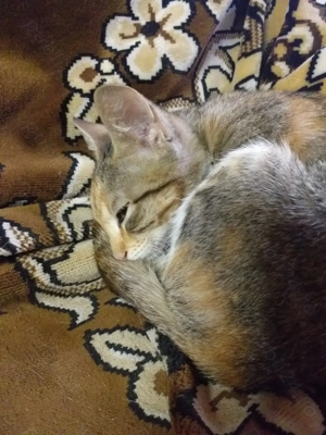 Donez Pisicuțe Pentru Familii Iubitoare