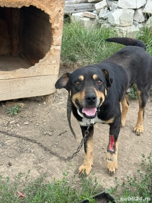 donez câine  - imagine 2