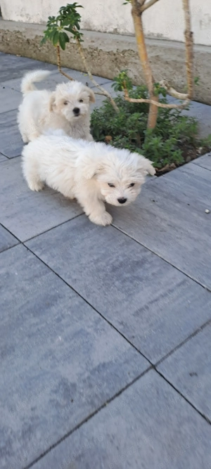 Bichon maltez mini  - imagine 4 Bichon maltez mini  - imagine 4