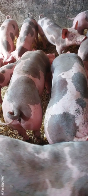 scrofite pietrain 90+ - imagine 2