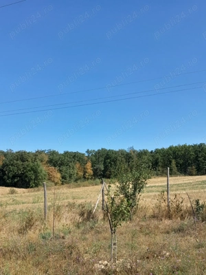 De vanzare teren in Beius - imagine 9