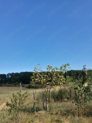 De vanzare teren in Beius - imagine 10