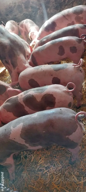 purcei  pietrain 30-50 kg - imagine 3 purcei  pietrain 30-50 kg - imagine 3