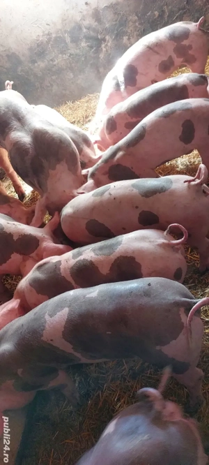 purcei  pietrain 30-50 kg - imagine 2 purcei  pietrain 30-50 kg - imagine 2