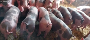 purcei  pietrain 30-50 kg