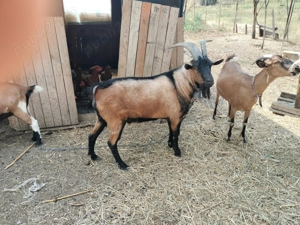 Țap Alpin Francez 1,5 luni genetică bună 