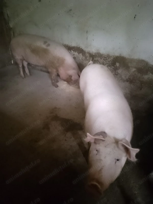 Porci sănătoși albi  - imagine 3