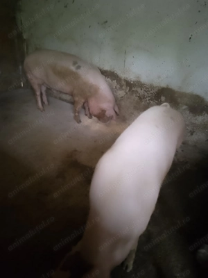 Porci sănătoși albi  - imagine 2